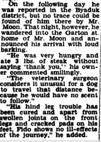 Amazing Story Of Canine Courage And Endurance. (1954, September 14). Camperdown Chronicle (Vic. : 1877 - 1954), p. 4. Retrieved December 10, 2012, from http://nla.gov.au/nla.news-article24008716